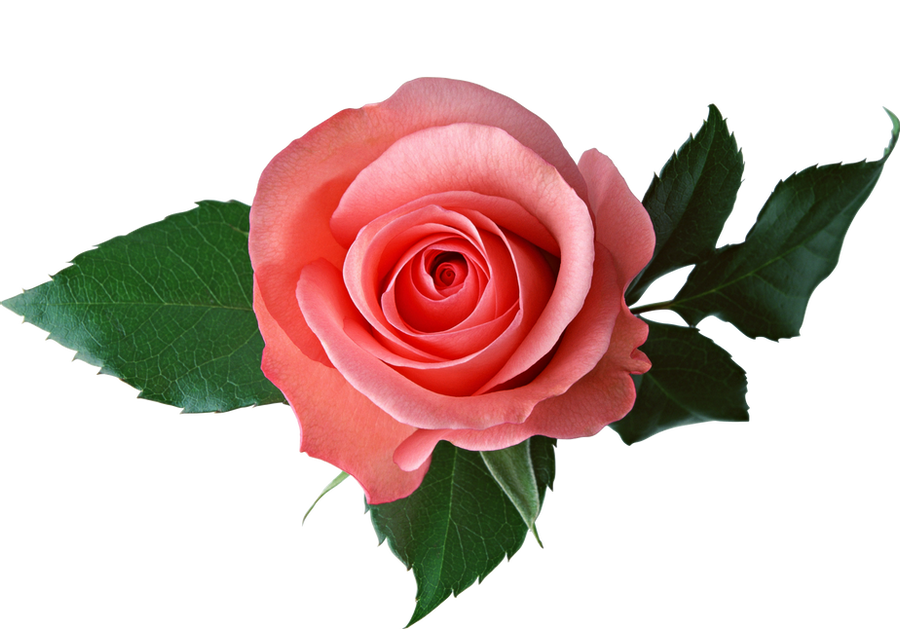 roos aromana